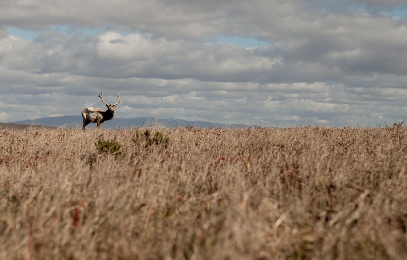 A lone Tule Elk seen at Tomales Point in the Point Reyes National Seashore. (We saw quite a lot of them- there's a herd of around 400 that live on Tomales !) 