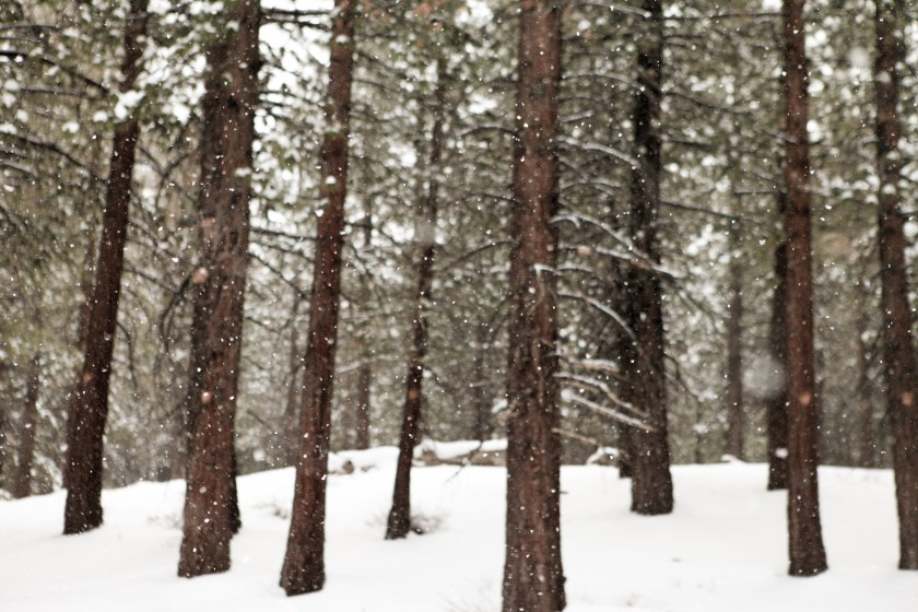 xcskiing_121714_hodzic_015-2