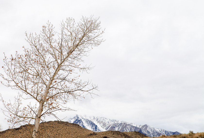 Exploring the Tungsten Hills on Friday, January 30, 2015 near Bishop, CA.