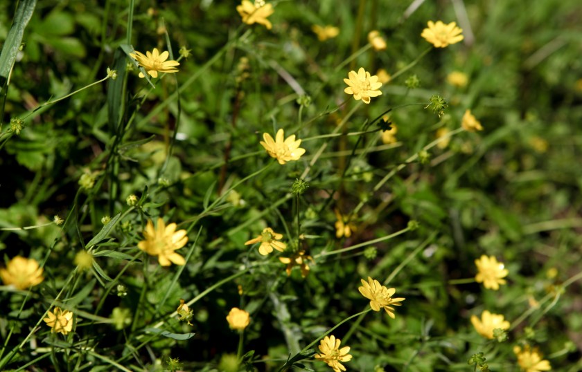 A group of California buttercups (Ranunculus californica)