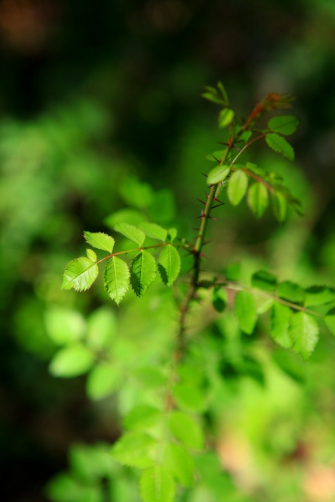 Wood rose (Rosa gymnocarpa)
