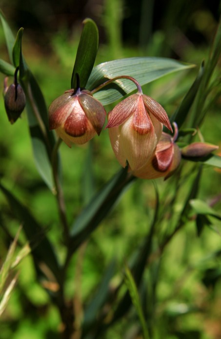 White fairy lantern (Calochortus albus)
