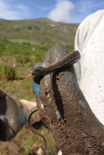 It's always a good day at work when your gloves are muddy and you find a nice snake to hold.