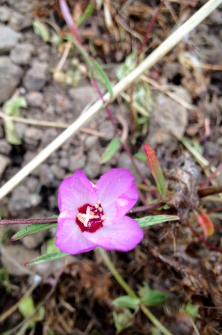 Plants in Bear Valley, Pt Reyes and later near Azalea hill trailhead in the marin municipal water dirstrict near Fairfax, CA
