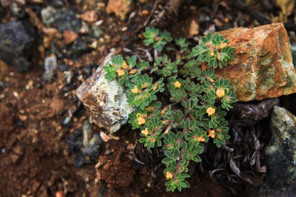 Plants in Bear Valley, Pt Reyes and later near Azalea hill trailhead in the marin municipal water dirstrict near Fairfax, CA