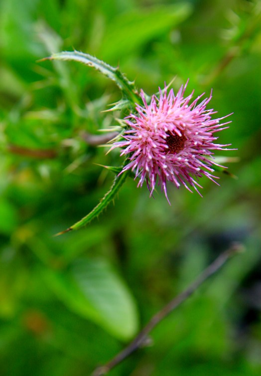 Cirsium hydrophilum var. vaseyi . Mt Tam. Thistle endemic to the serpentine soils on Mt. Tam. It is a CNPS Rare plant 1B, meaning it is a rare plant