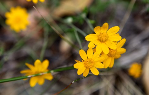 Eriophyllum lanatum (Wooly sunflower, or Oregon sunshine)