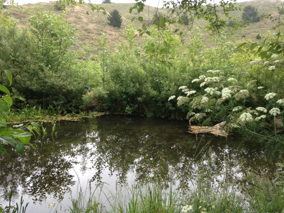 Plants in Bear Valley, Pt Reyes and later near Azalea hill trailhead in the marin municipal water dirstrict near Fairfax, CA