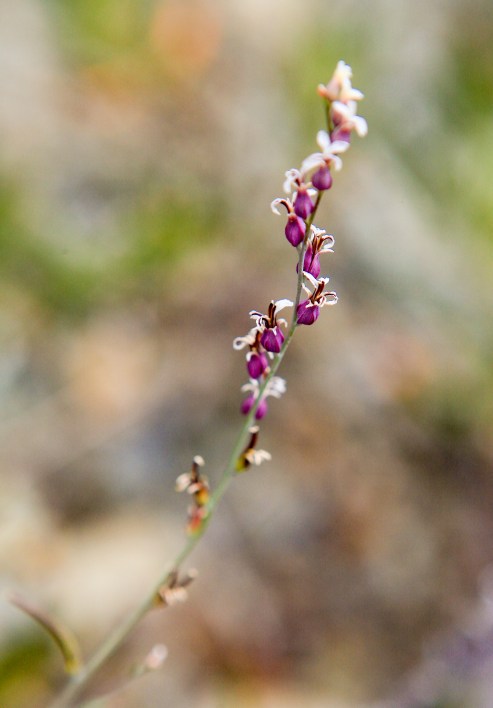Streptanthus glandulosa ssp. pulchellus - Mt. Tam Jewelflower, another rare flower endemic to the serpentine soils around Mt. Tam. This beautiful flower is in the mustard family (Brassicaceae), the same family that many weedy non native mustard and radish belong to.