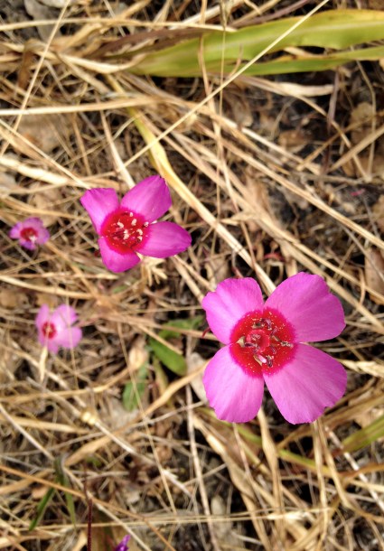 Clarkia rubicunda