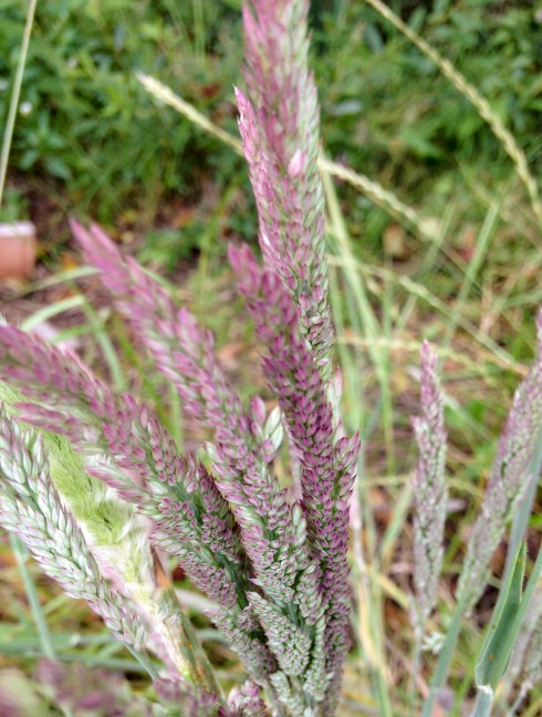 Plants in Bear Valley, Pt Reyes and later near Azalea hill trailhead in the marin municipal water dirstrict near Fairfax, CA