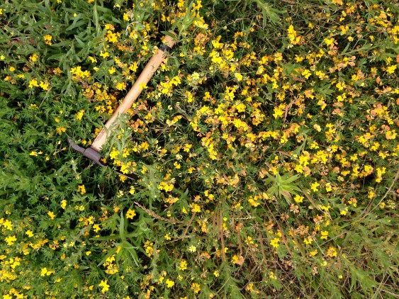 Plants in Bear Valley, Pt Reyes and later near Azalea hill trailhead in the marin municipal water dirstrict near Fairfax, CA
