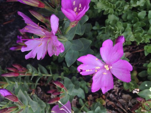 Epilobium obcordatum (rock fringe) 