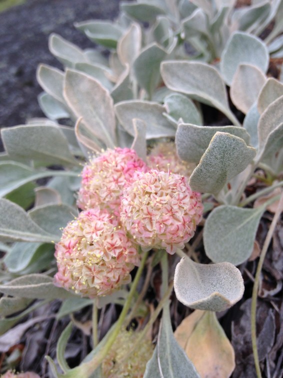 Eriogonum ovalifolium 