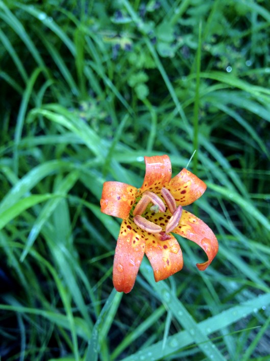 Lilium parvum (alpine lily) as seen along Horse Tail falls during the approach to Matterhorn.