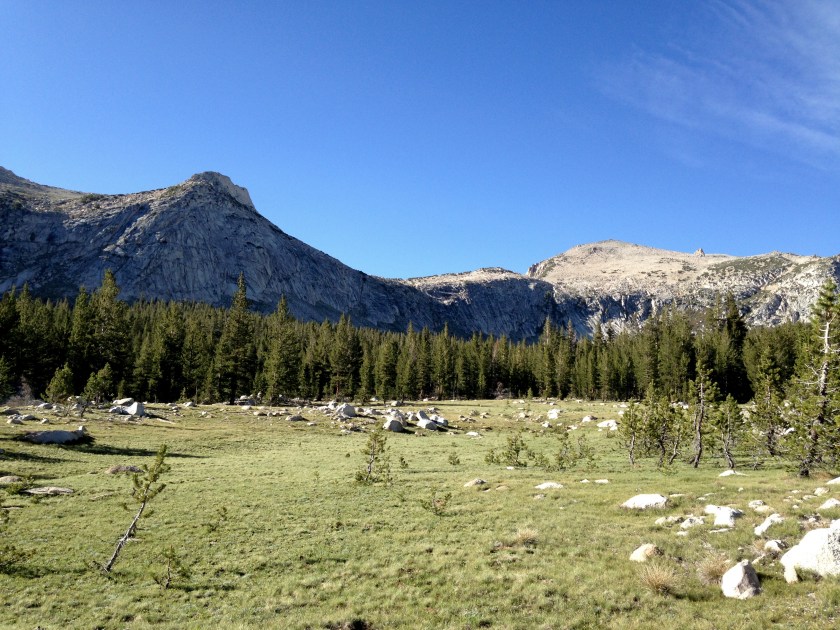 Plants in Bear Valley, Pt Reyes and later near Azalea hill trailhead in the marin municipal water dirstrict near Fairfax, CA