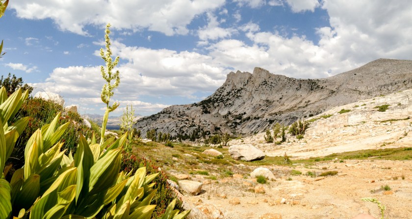 Veratrum californicum (Corn Lily) blooming with Unicorn peak in the background.