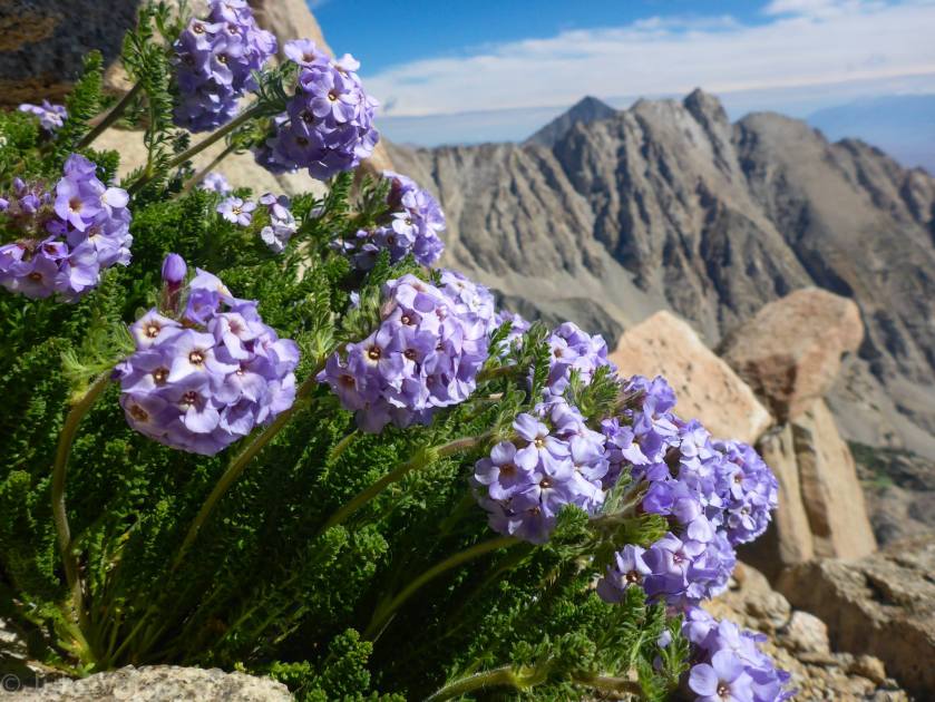 Photo by Julie Vargo. Sky Pilot grows in such extreme conditions that it only blooms for one month out of the entire year (typically July-August), and during that month its flowers are only open for about 2 weeks. Thus, to find such a robust specimen with all of its flowers open is really special. Its odor is very, very strong and not entirely appealing (smells a bit like urine). It needs to be so pungent in order to attract pollinators, since it only has 2 weeks to get its thang on! 
