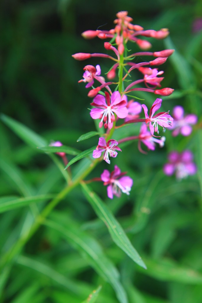 A little bit of Mt. Dana on July 31, 2015, botanizing at Ellery Lake July 31, 2015, and botanizing in McGee Creek/Rock lake on Saturday August 1, 2015. Chamerion angustifolium (fireweed)- stigma is in a perfect cross!