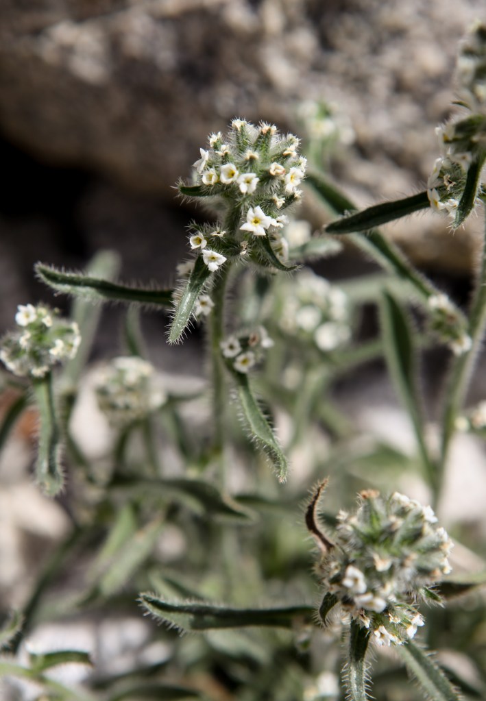 A little bit of Mt. Dana on July 31, 2015, botanizing at Ellery Lake July 31, 2015, and botanizing in McGee Creek/Rock lake on Saturday August 1, 2015. Cryptanthus spp., a member of the Borage family