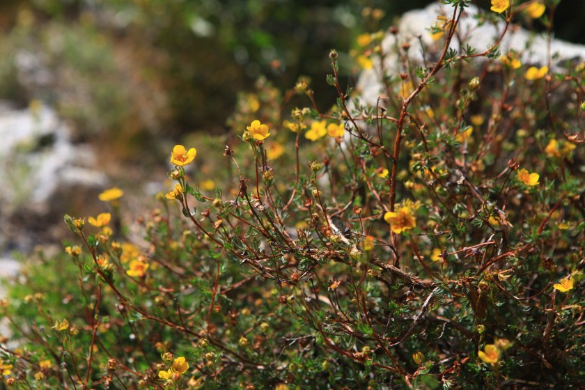 A little bit of Mt. Dana on July 31, 2015, botanizing at Ellery Lake July 31, 2015, and botanizing in McGee Creek/Rock lake on Saturday August 1, 2015. Dasiphora fruticosa   (shrub cinquefoil)