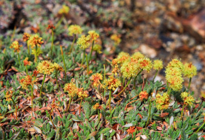 A little bit of Mt. Dana on July 31, 2015, botanizing at Ellery Lake July 31, 2015, and botanizing in McGee Creek/Rock lake on Saturday August 1, 2015. Eriogonum Rosence (Rosy buckwheat)