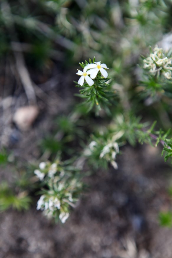 Linanthus pungens (Prickly phlox)