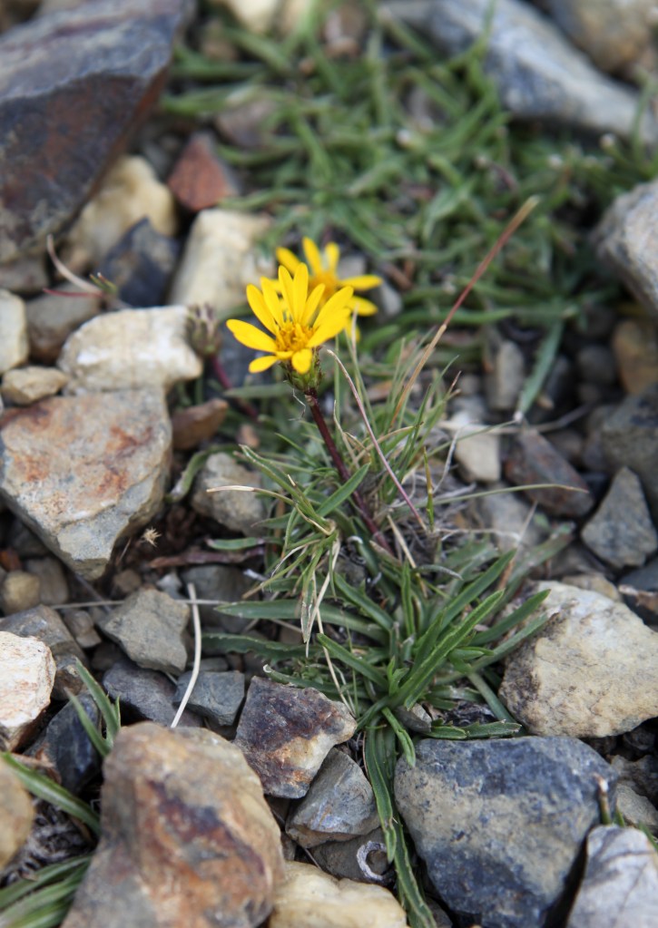 A little bit of Mt. Dana on July 31, 2015, botanizing at Ellery Lake July 31, 2015, and botanizing in McGee Creek/Rock lake on Saturday August 1, 2015. (Pyrrocoma apargioides (Alpine pyrrocoma)