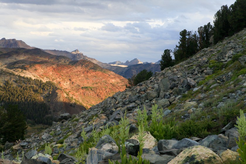 A little bit of Mt. Dana on July 31, 2015, botanizing at Ellery Lake July 31, 2015, and botanizing in McGee Creek/Rock lake on Saturday August 1, 2015.