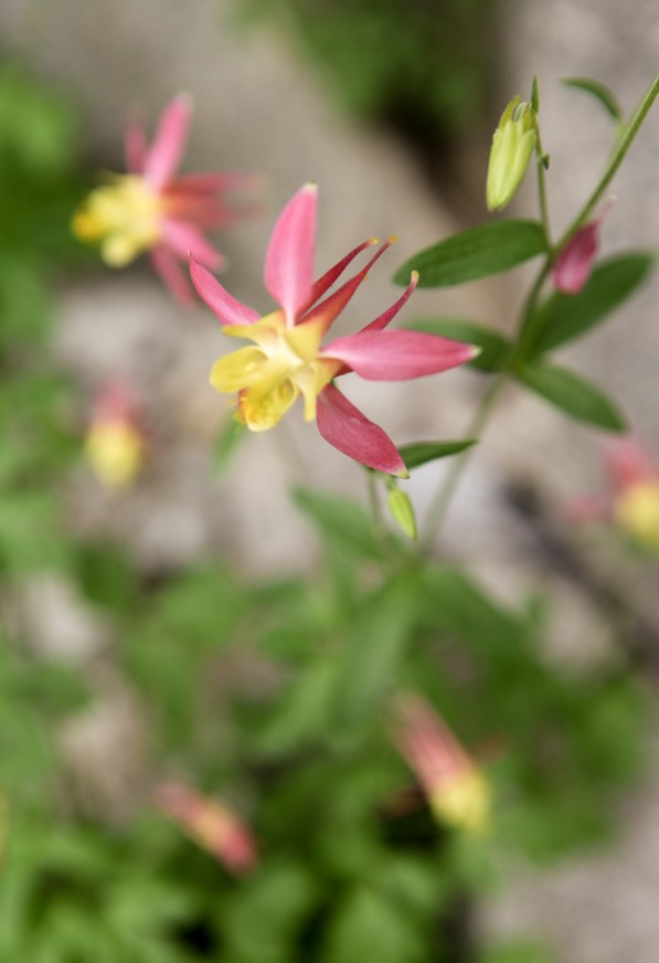 A little bit of Mt. Dana on July 31, 2015, botanizing at Ellery Lake July 31, 2015, and botanizing in McGee Creek/Rock lake on Saturday August 1, 2015. Aquilegia pubescens (alpine columbine) pink hybrid as a result of bes pollianating both white forms usually pollinated by butterflies) and red forms (hawkmoth pollinated)