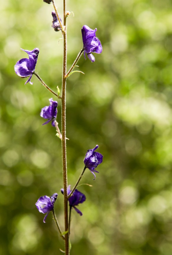 A little bit of Mt. Dana on July 31, 2015, botanizing at Ellery Lake July 31, 2015, and botanizing in McGee Creek/Rock lake on Saturday August 1, 2015.