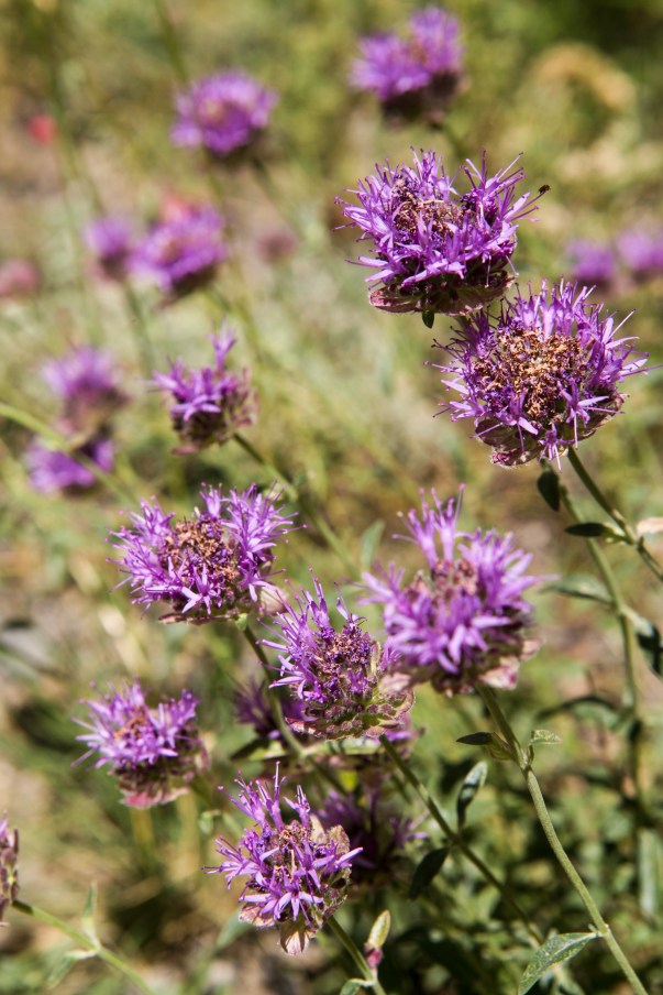 A little bit of Mt. Dana on July 31, 2015, botanizing at Ellery Lake July 31, 2015, and botanizing in McGee Creek/Rock lake on Saturday August 1, 2015.