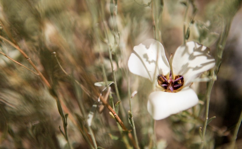 A little bit of Mt. Dana on July 31, 2015, botanizing at Ellery Lake July 31, 2015, and botanizing in McGee Creek/Rock lake on Saturday August 1, 2015.