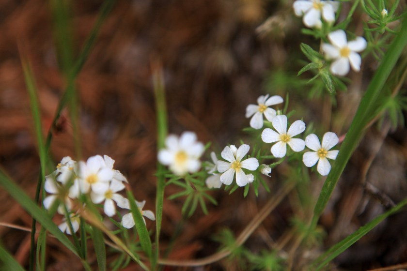 A little bit of Mt. Dana on July 31, 2015, botanizing at Ellery Lake July 31, 2015, and botanizing in McGee Creek/Rock lake on Saturday August 1, 2015.