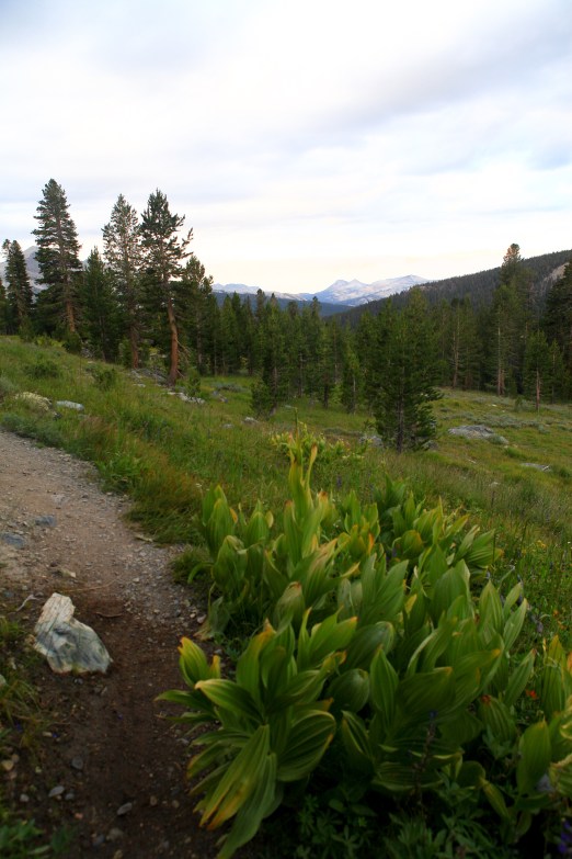 A little bit of Mt. Dana on July 31, 2015, botanizing at Ellery Lake July 31, 2015, and botanizing in McGee Creek/Rock lake on Saturday August 1, 2015.
