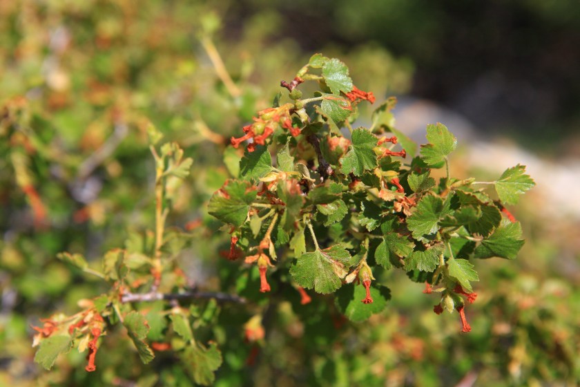 A little bit of Mt. Dana on July 31, 2015, botanizing at Ellery Lake July 31, 2015, and botanizing in McGee Creek/Rock lake on Saturday August 1, 2015.