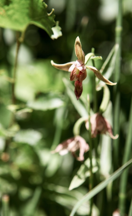 A little bit of Mt. Dana on July 31, 2015, botanizing at Ellery Lake July 31, 2015, and botanizing in McGee Creek/Rock lake on Saturday August 1, 2015.