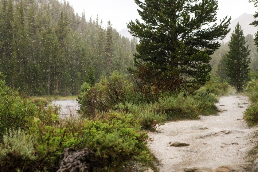 A little bit of Mt. Dana on July 31, 2015, botanizing at Ellery Lake July 31, 2015, and botanizing in McGee Creek/Rock lake on Saturday August 1, 2015.