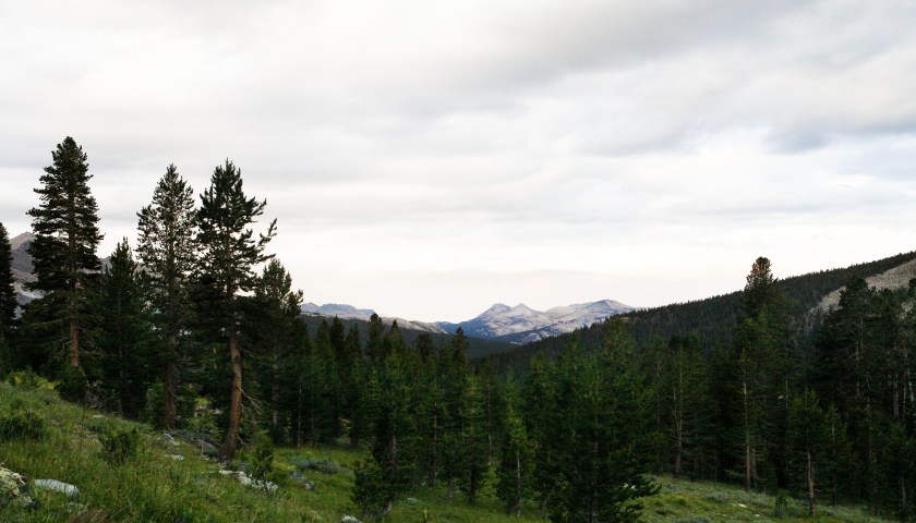A little bit of Mt. Dana on July 31, 2015, botanizing at Ellery Lake July 31, 2015, and botanizing in McGee Creek/Rock lake on Saturday August 1, 2015.