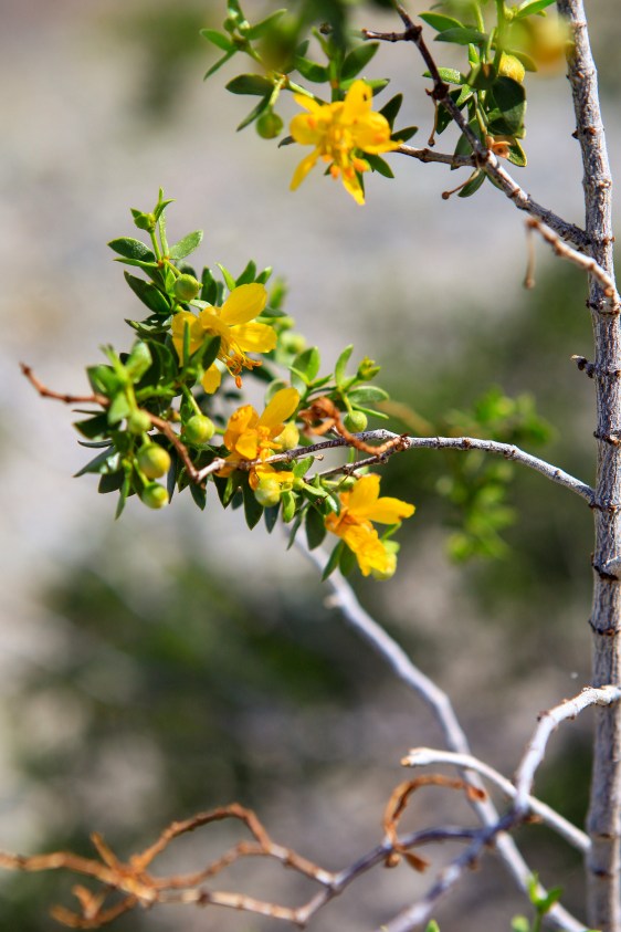 A flowering Creosotebush (Larrea tridentata)