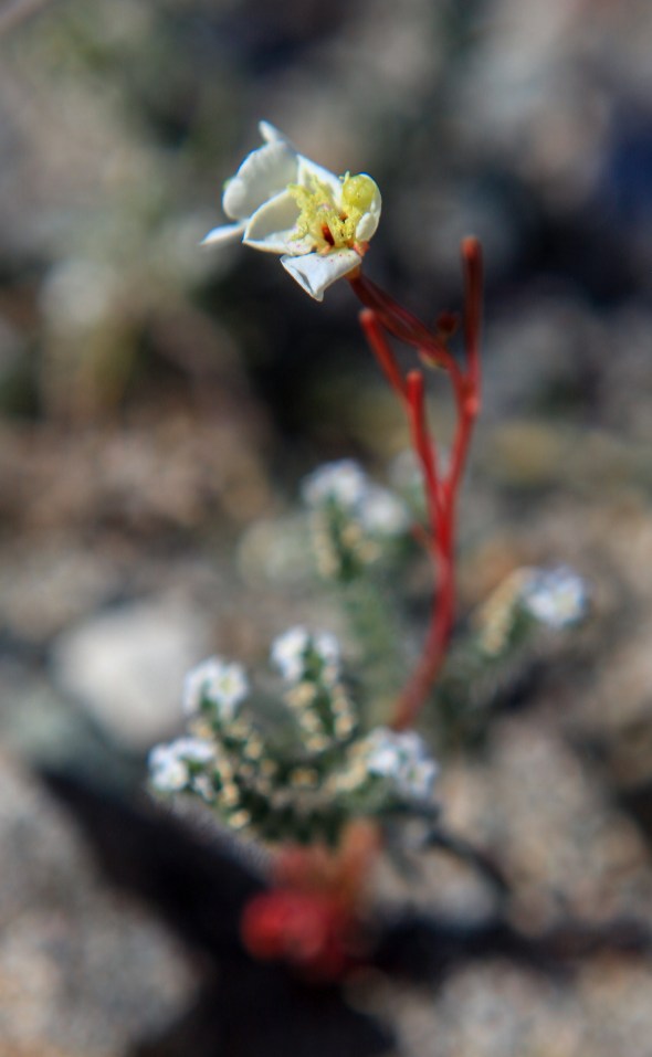 deathvalley_022316_hodzic_016