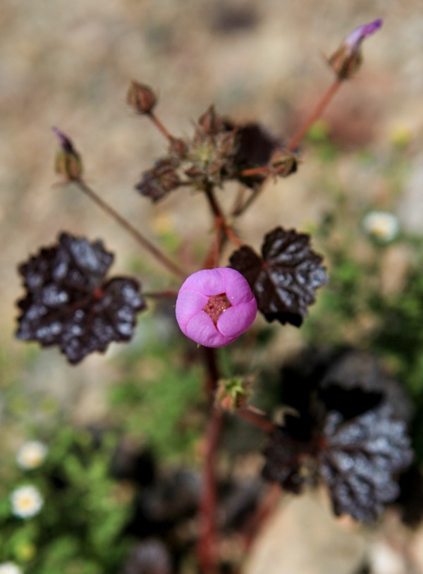 deathvalley_022316_hodzic_018