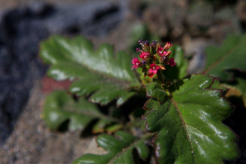 Broad-Leaved Gilia (Gilia latifolia)