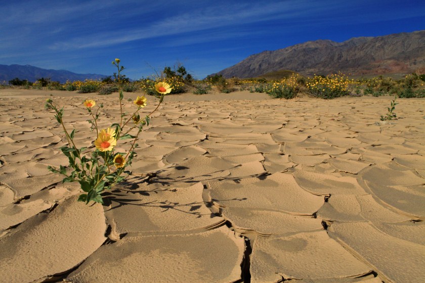 Desert Gold (Geraea canescens)