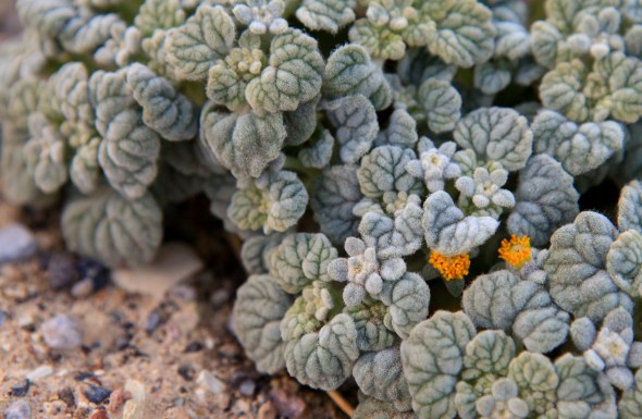 Turtleback (Psathyrotes ramosissima)