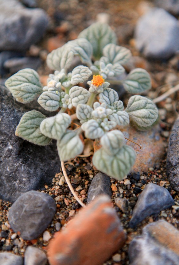 Exploring Death Valley on February 23, 2016