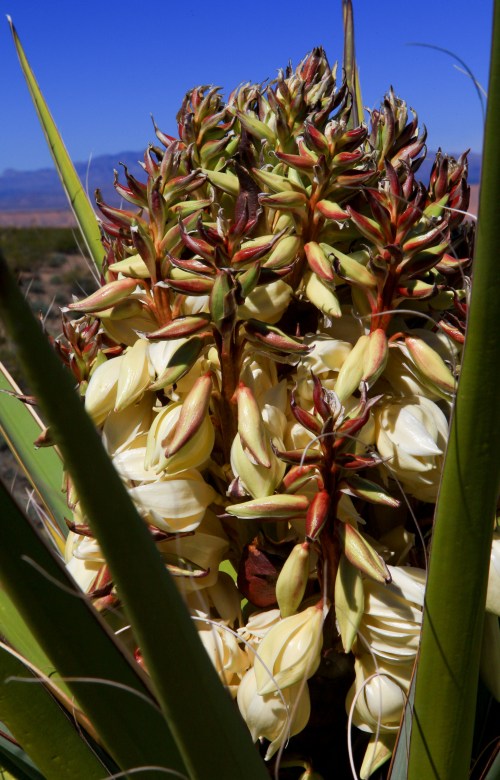 driving to Flagstaff from Lime Kiln Canyon on Thursday, March 10, 2016