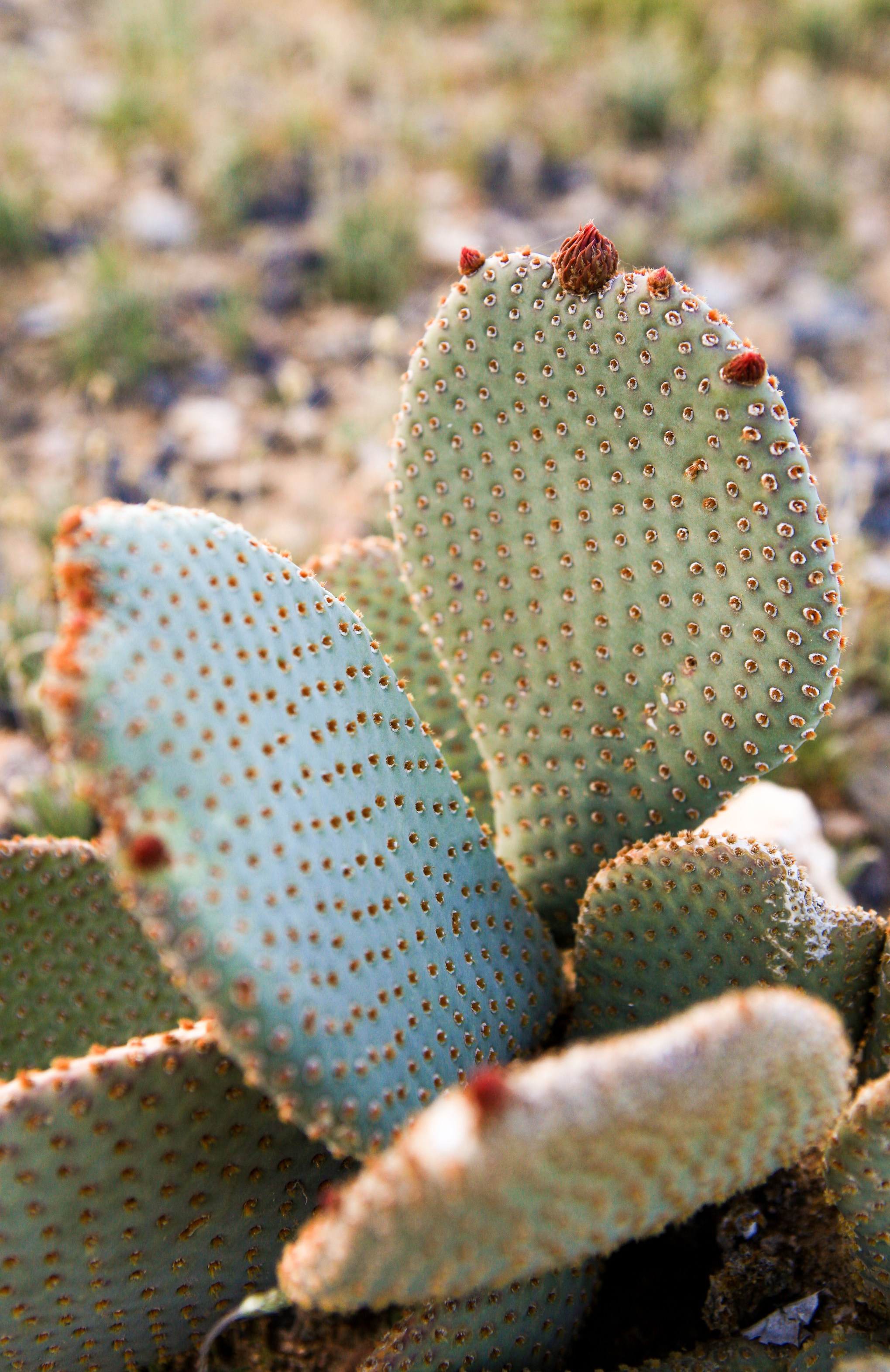 Beavertail cactus (Opuntia basilaris), not quite flowering yet!