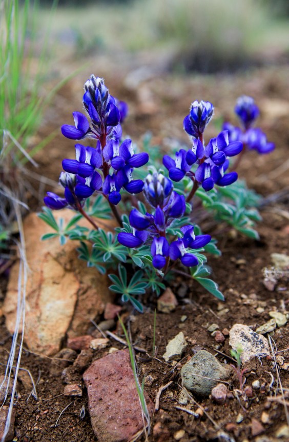 Flowers along the Gray Butte trail on Weds. April 13, 2016