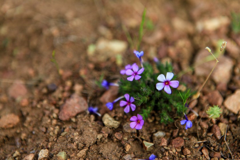 Flowers along the Gray Butte trail on Weds. April 13, 2016